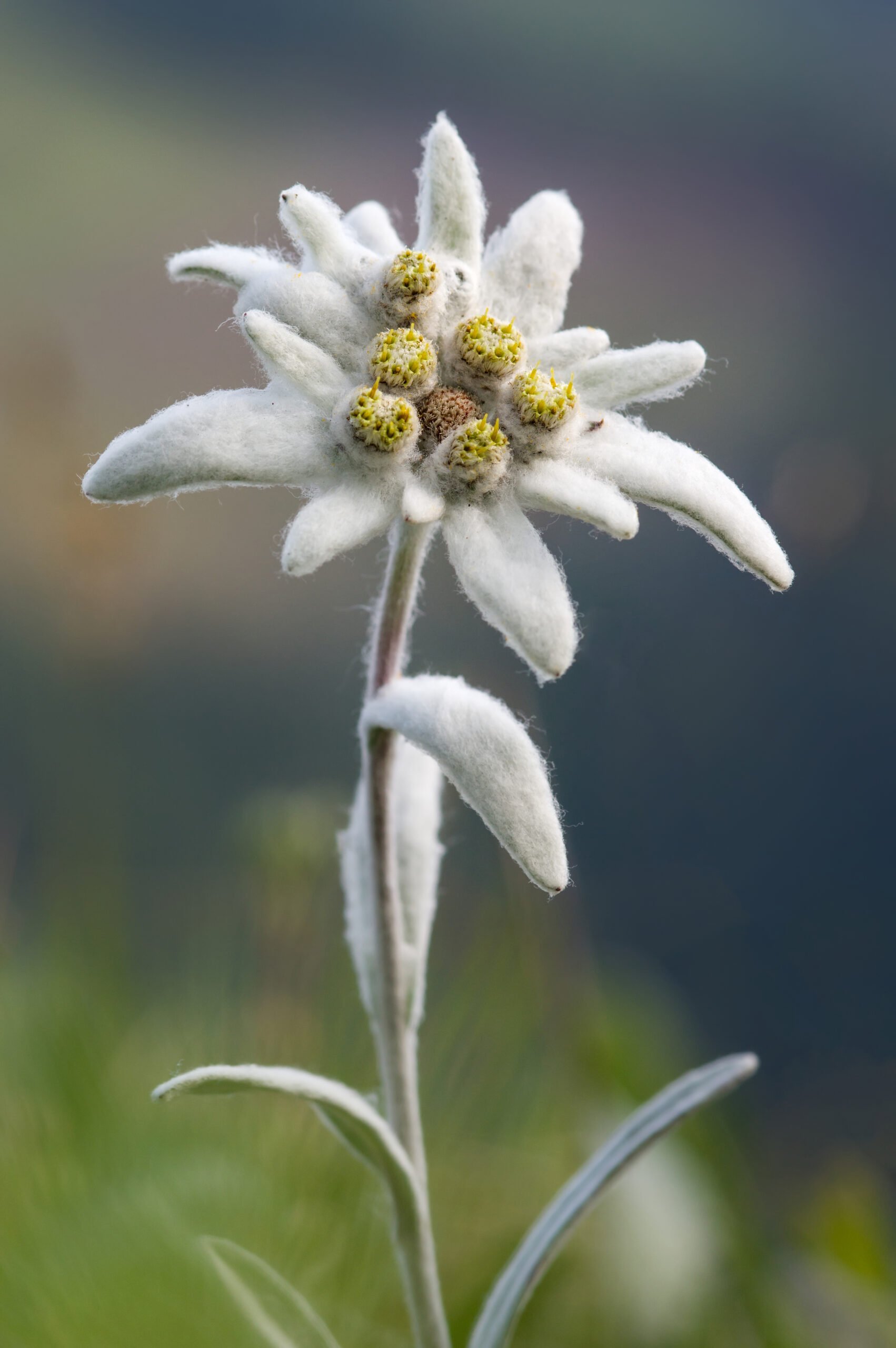Edelweiss flower (Leontopodium alpinum) in natural environment